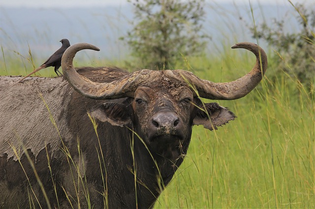 data/african-4640824_640.jpg