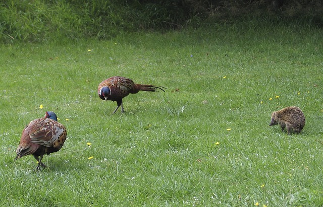 data/animals-110721_640.jpg