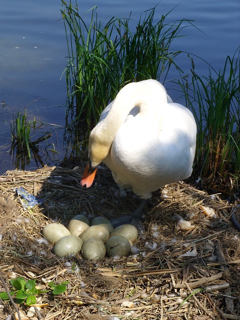 data/animals-65588_640.jpg