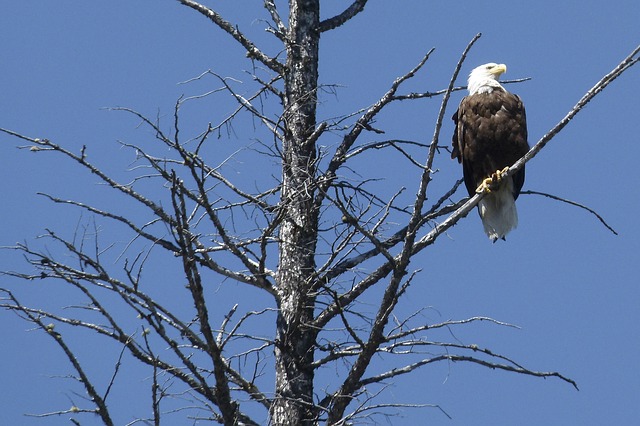 data/bald-eagle-184229_640.jpg