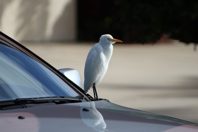 data/bird-608430_640.jpg