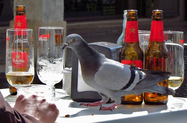 data/bird-818153_640.jpg