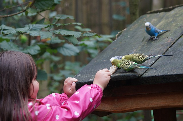 data/budgerigars-487355_640.jpg