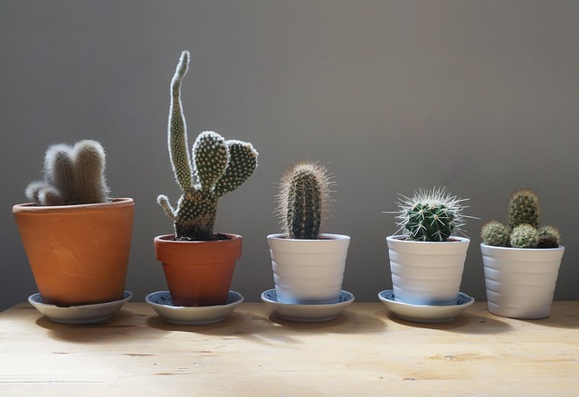 data/cactus-1566184_640.jpg