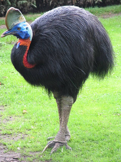 data/cassowary-245192_640.jpg