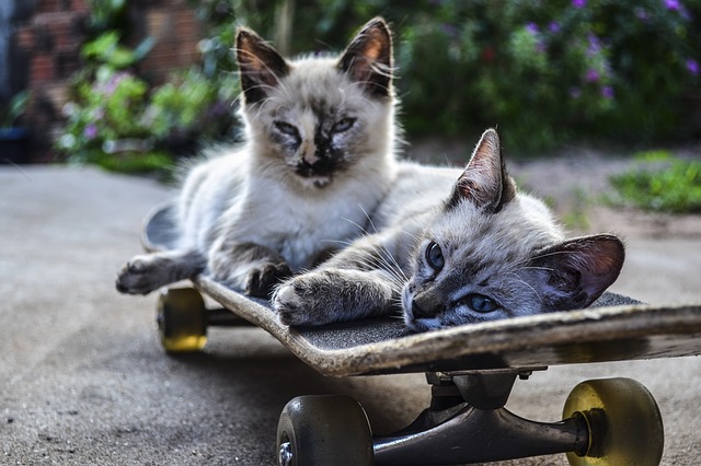 data/cat-1022999_640.jpg