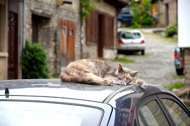 data/cat-1407313_640.jpg