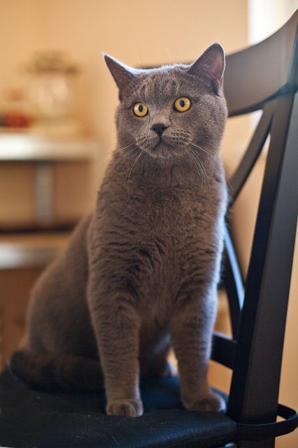 data/cat-165069_640.jpg
