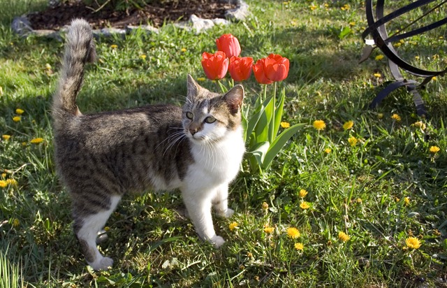 data/cat-1709_640.jpg