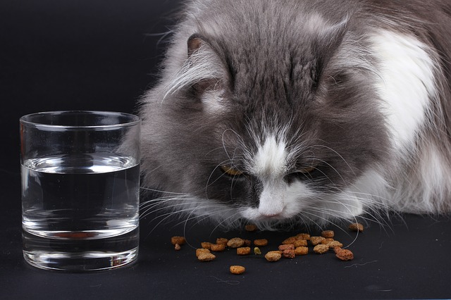 data/cat-1798147_640.jpg