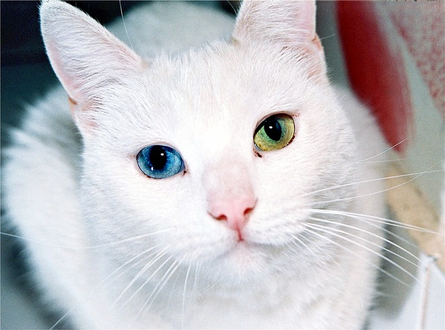 data/cat-518306_640.jpg
