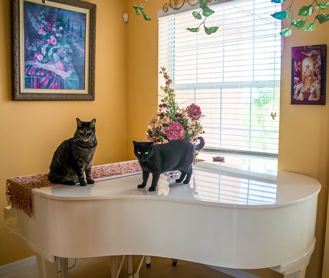 data/cats-430576_640.jpg