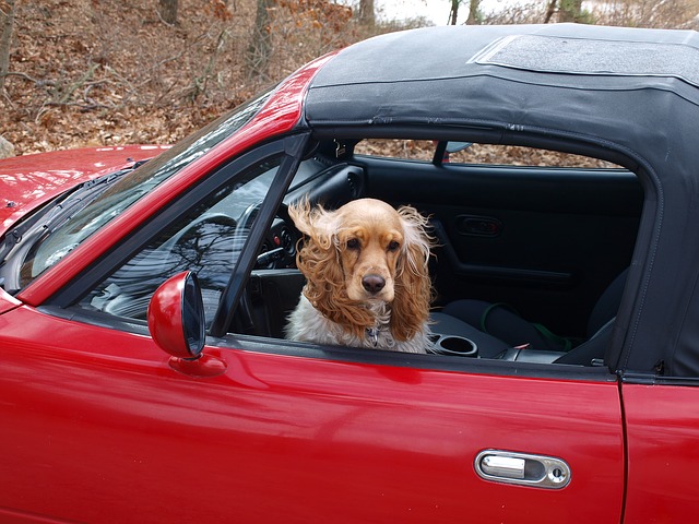 data/cocker-spaniel-89247_640.jpg