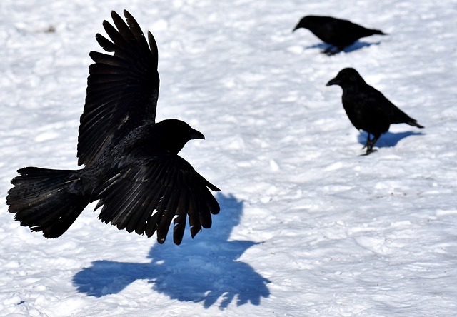 data/common-raven-3190542_640.jpg