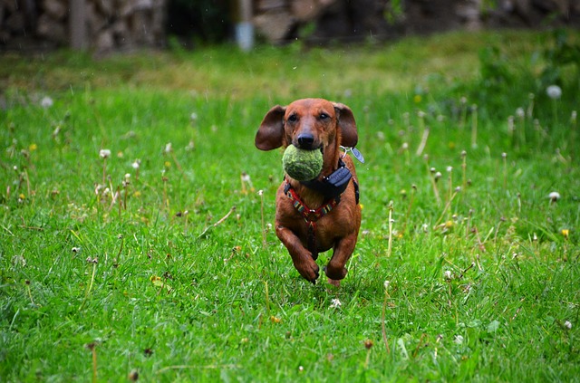 data/dachshund-361560_640.jpg