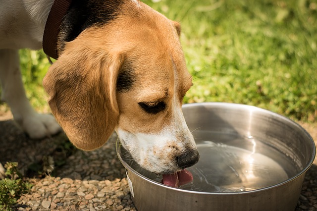data/dog-1378087_640.jpg