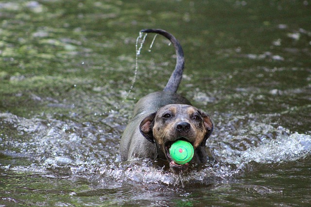 data/dog-444659_640.jpg