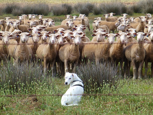data/dog-461002_640.jpg