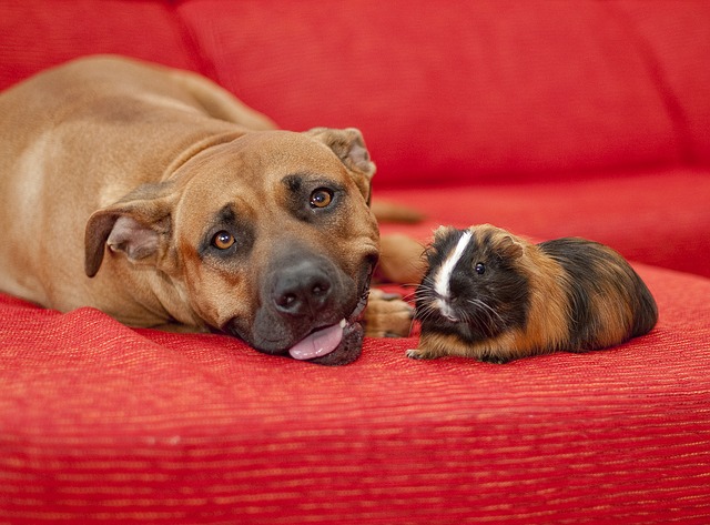 data/dog-471188_640.jpg