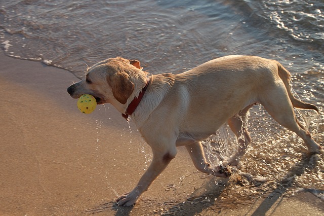 data/dog-87883_640.jpg