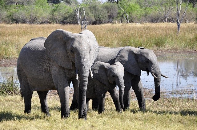 data/elephant-55255_640.jpg