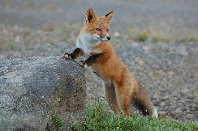data/fox-935210_640.jpg