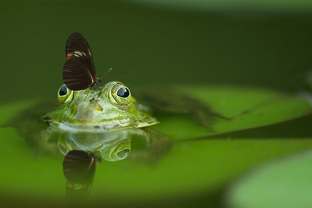 data/frog-540812_640.jpg