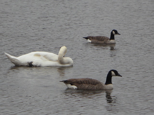 data/geese-205626_640.jpg