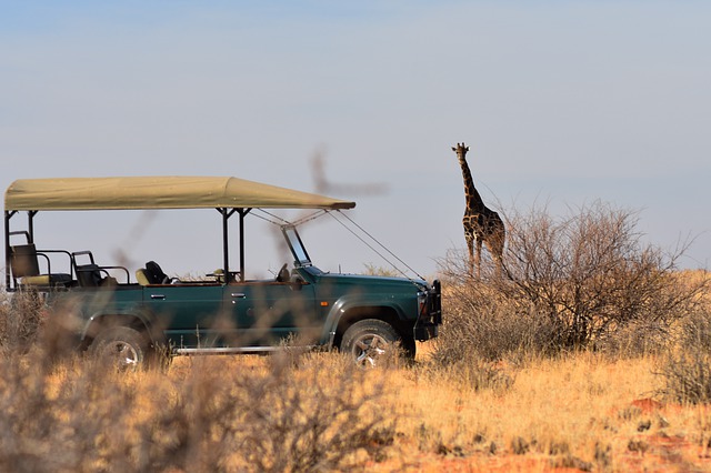 data/giraffe-4459137_640.jpg