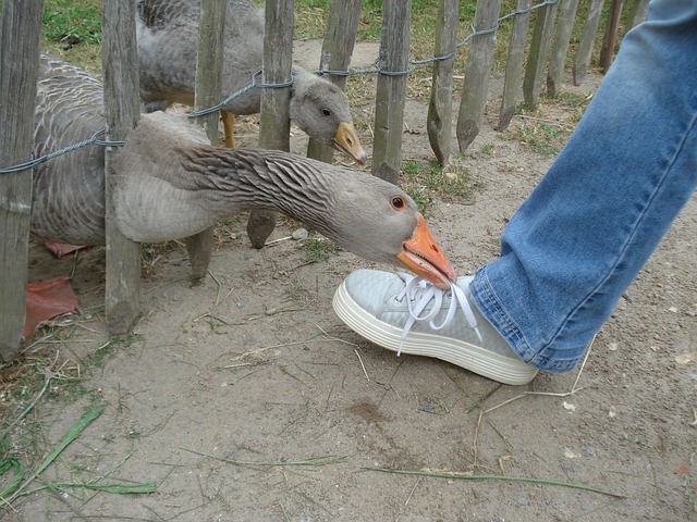 data/goose-16665_640.jpg
