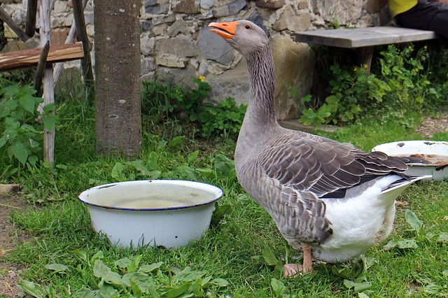data/greylag-goose-402184_640.jpg