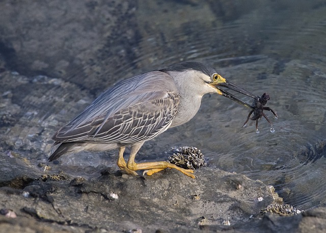 data/heron-1650096_640.jpg