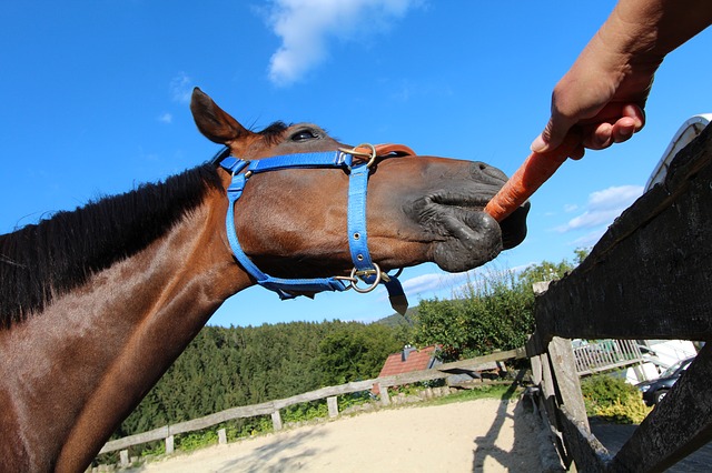data/horse-281752_640.jpg