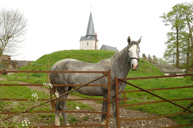 data/horse-4203333_640.jpg