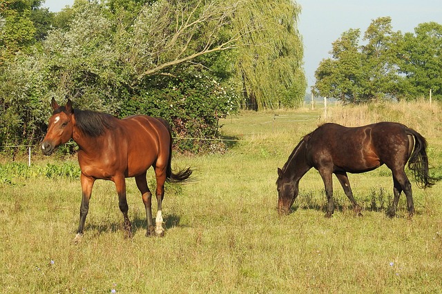 data/horses-1664817_640.jpg