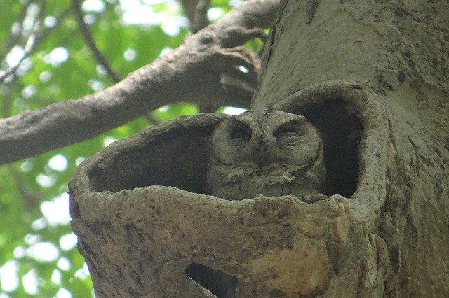 data/indian-scops-owl-385270_640.jpg
