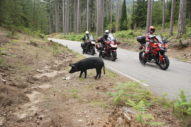 data/motorcycling-5016214_640.jpg