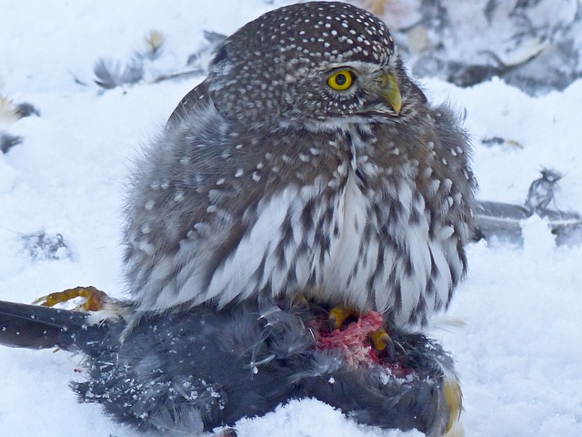 data/owl-243127_640.jpg