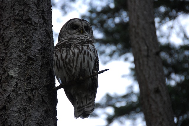data/owl-436180_640.jpg