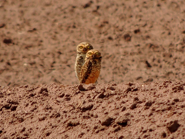 data/owl-544232_640.jpg