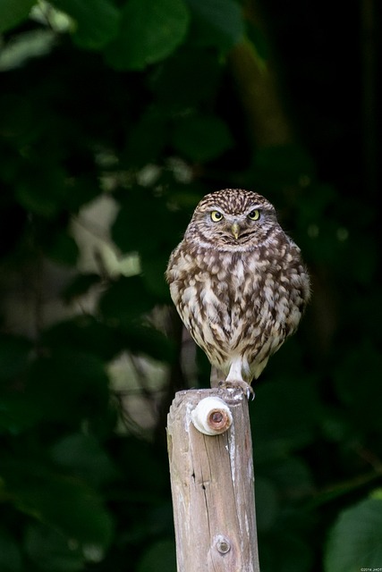 data/owls-384927_640.jpg