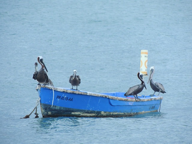 data/pelican-1798073_640.jpg