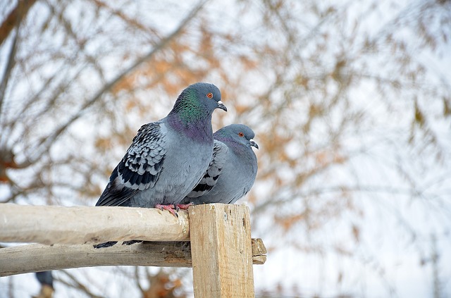 data/pigeons-289063_640.jpg