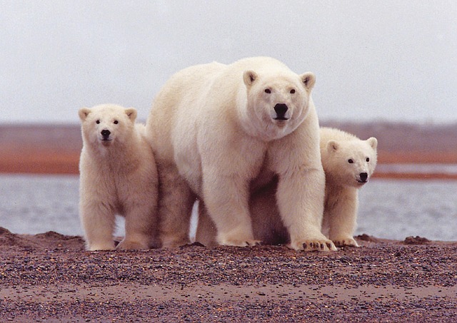 data/polar-bear-674001_640.jpg