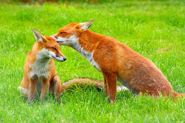 data/red-foxes-3757773_640.jpg
