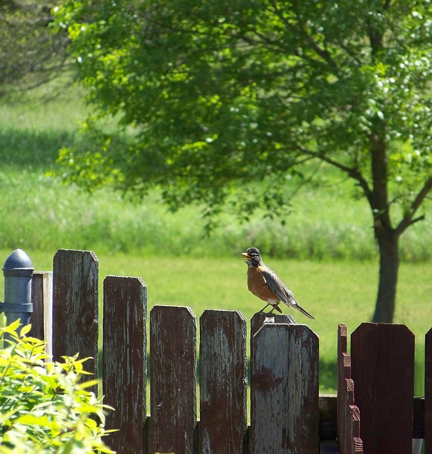 data/robin-70952_640.jpg