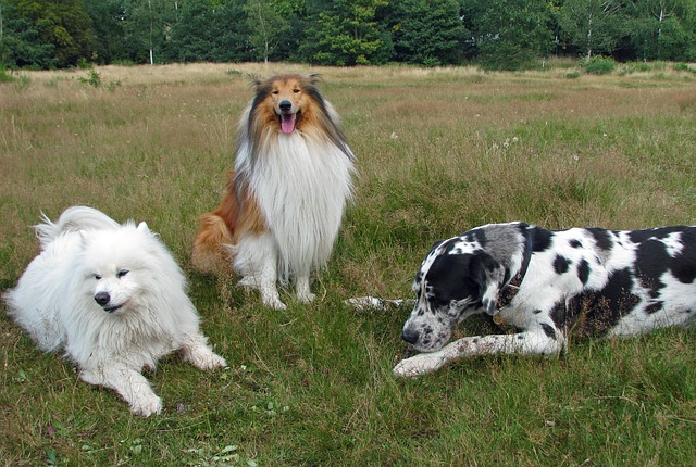 data/rough-collie-76395_640.jpg