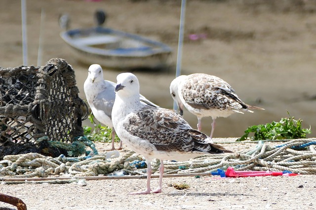 data/seagull-1599370_640.jpg
