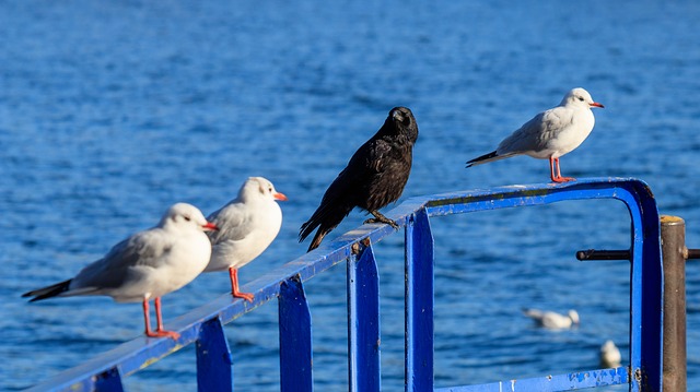 data/seagull-3786217_640.jpg