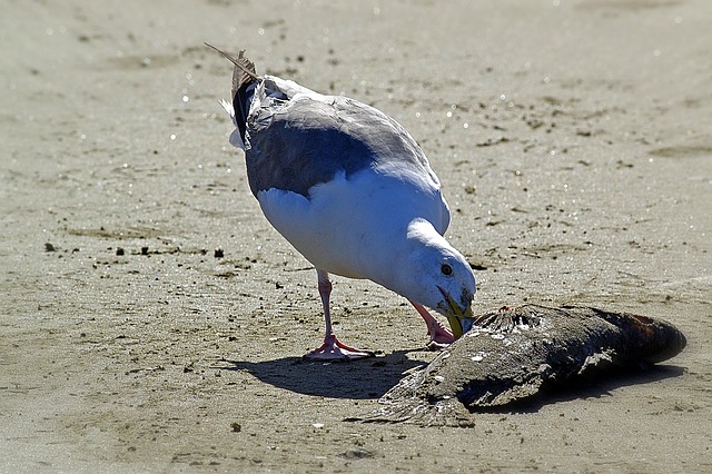 data/seagull-53284_640.jpg